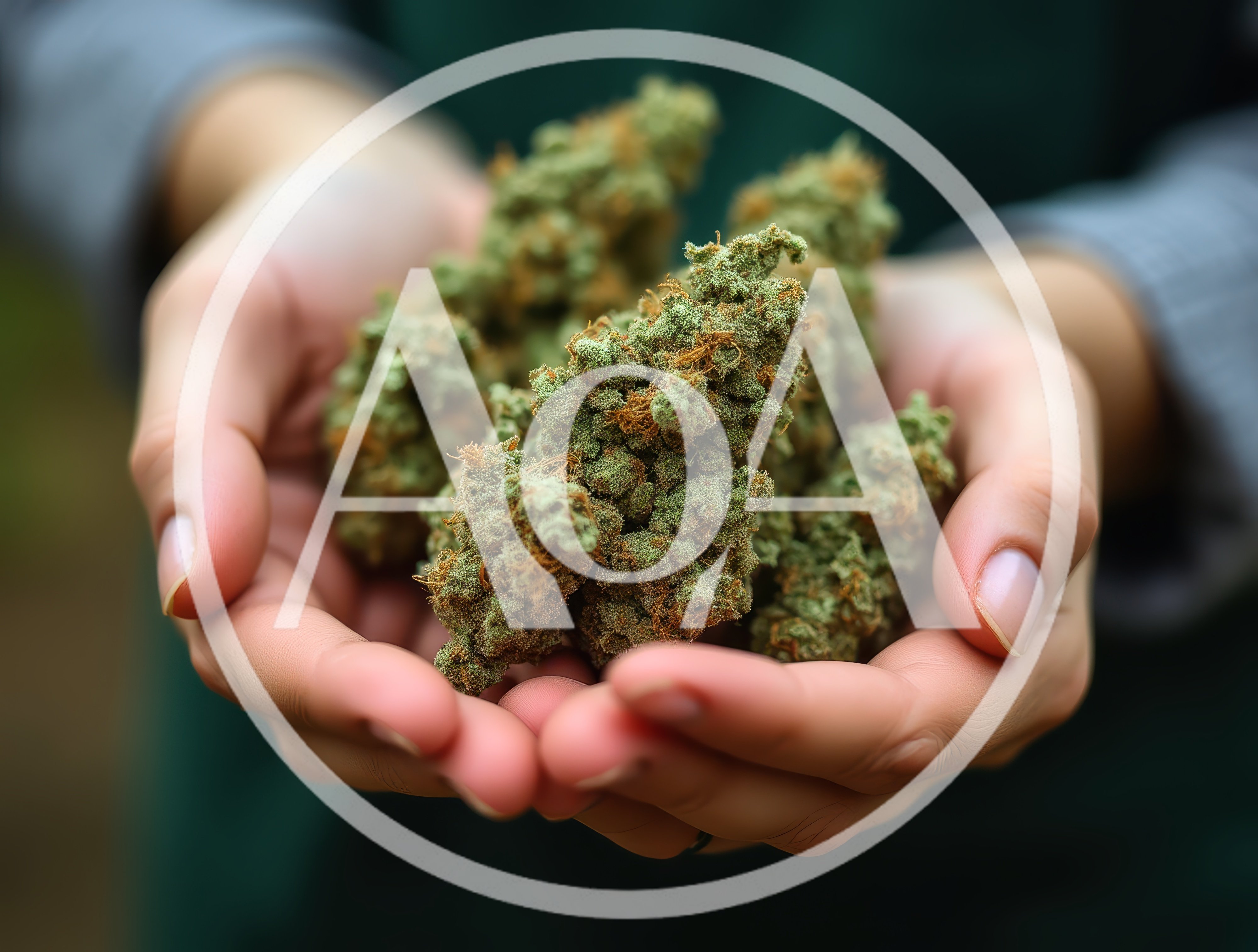 Person Holding Freshly Harvested Cannabis Flower Buds