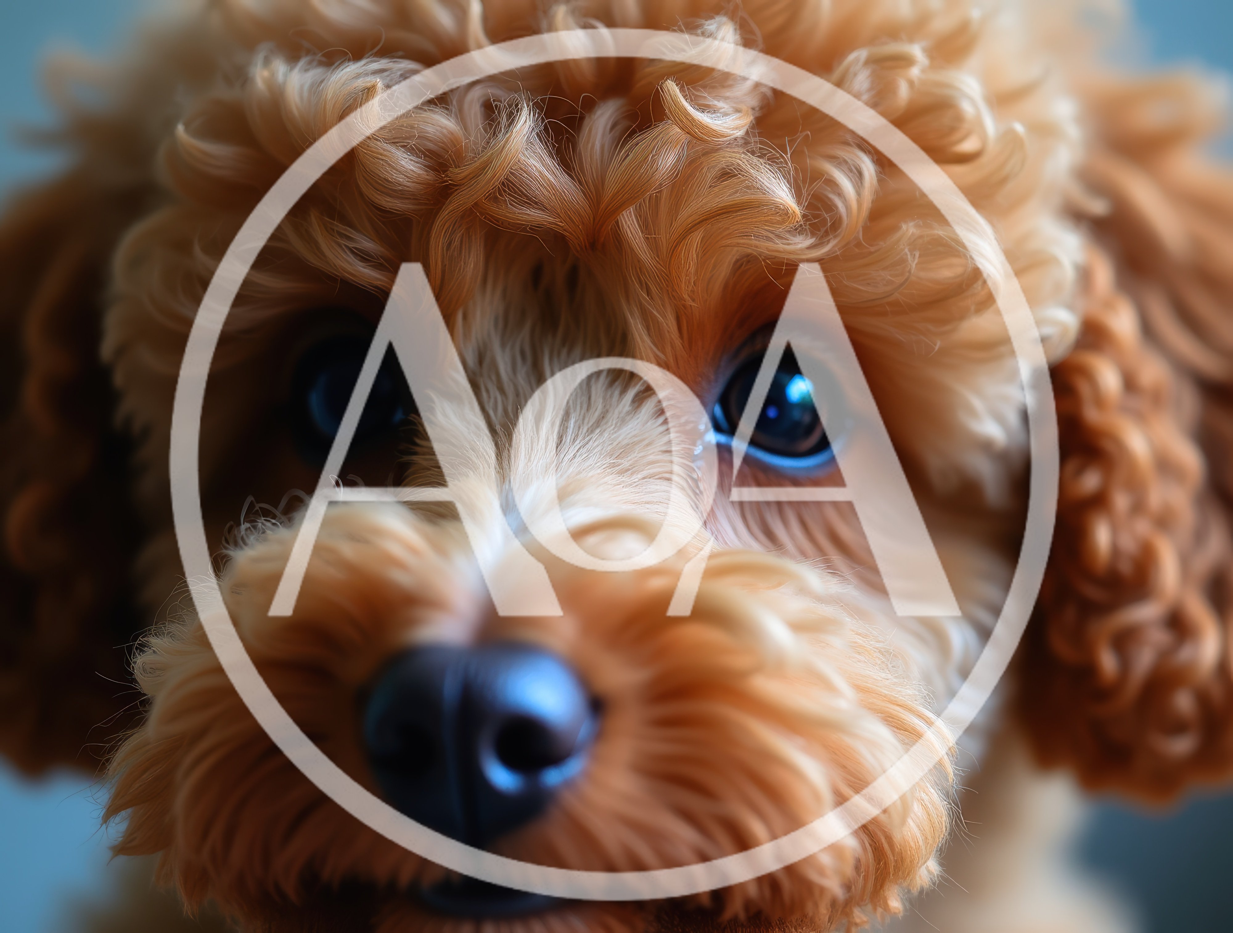 Close Up Portrait Of A Cute Curly Goldendoodle