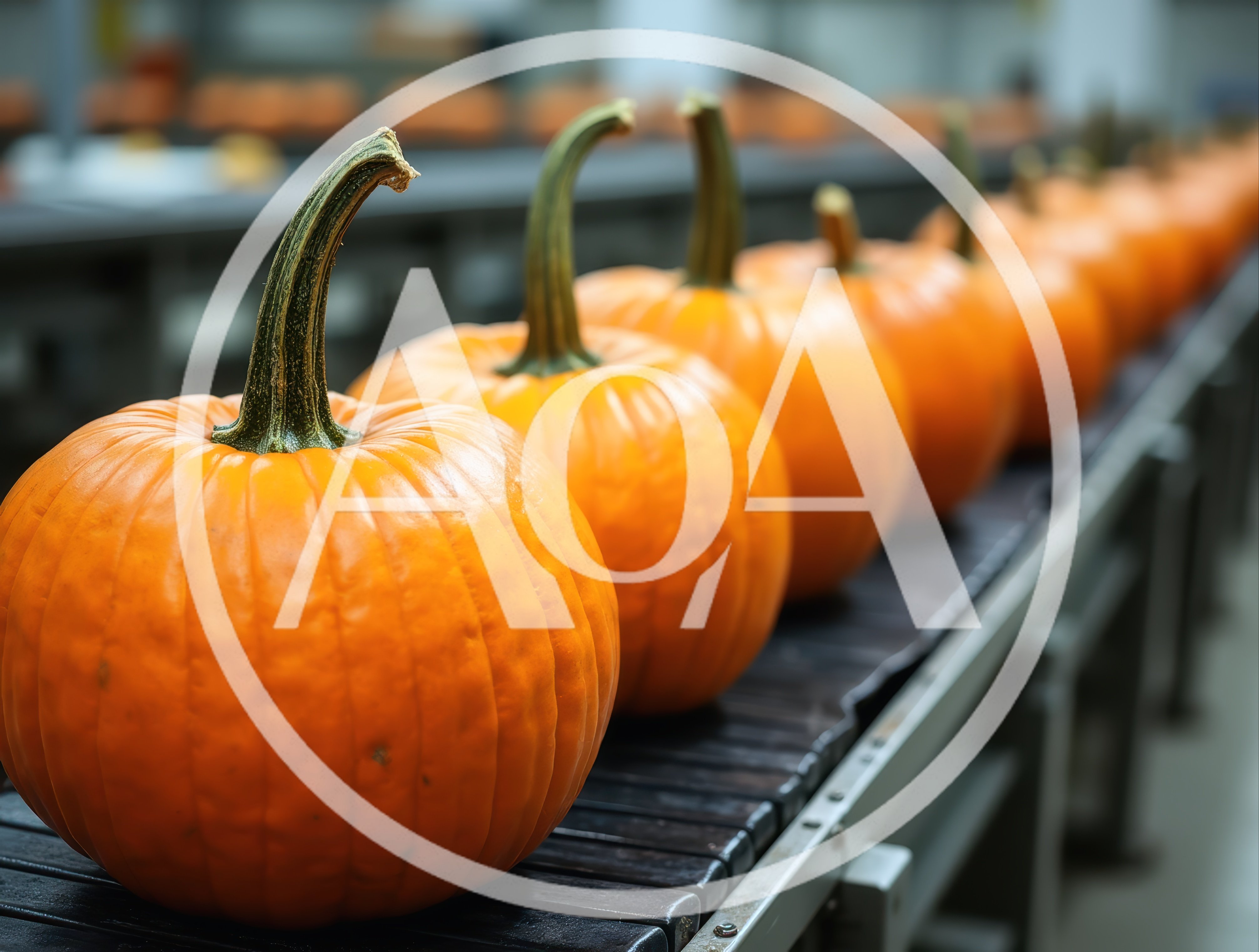 Pumpkins Moving Along An Industrial Conveyor Belt