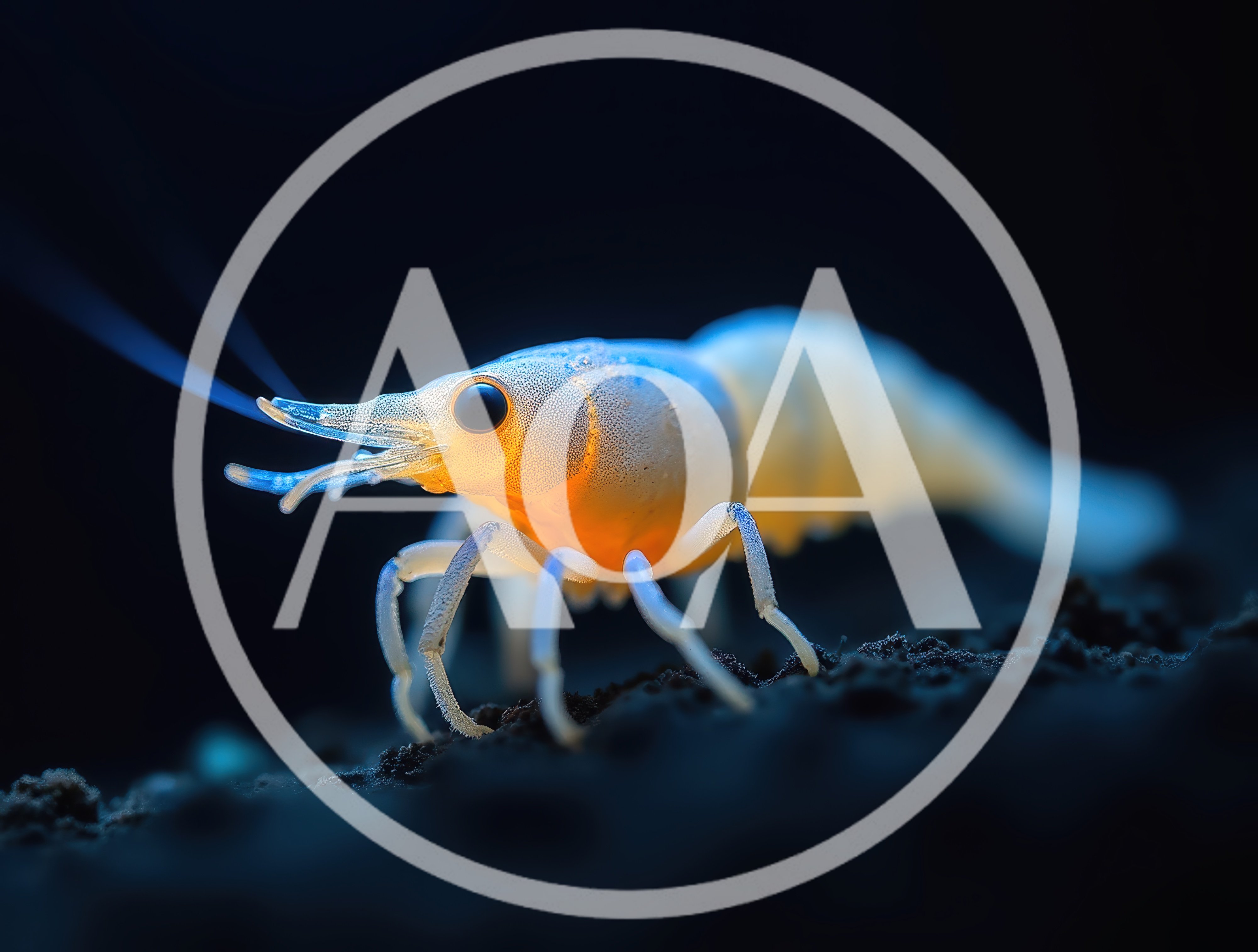 Bioluminescent Shrimp Crawling on Dark Underwater Seabed
