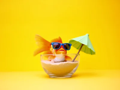 Goldfish Wearing Sunglasses Relaxing In A Glass Bowl