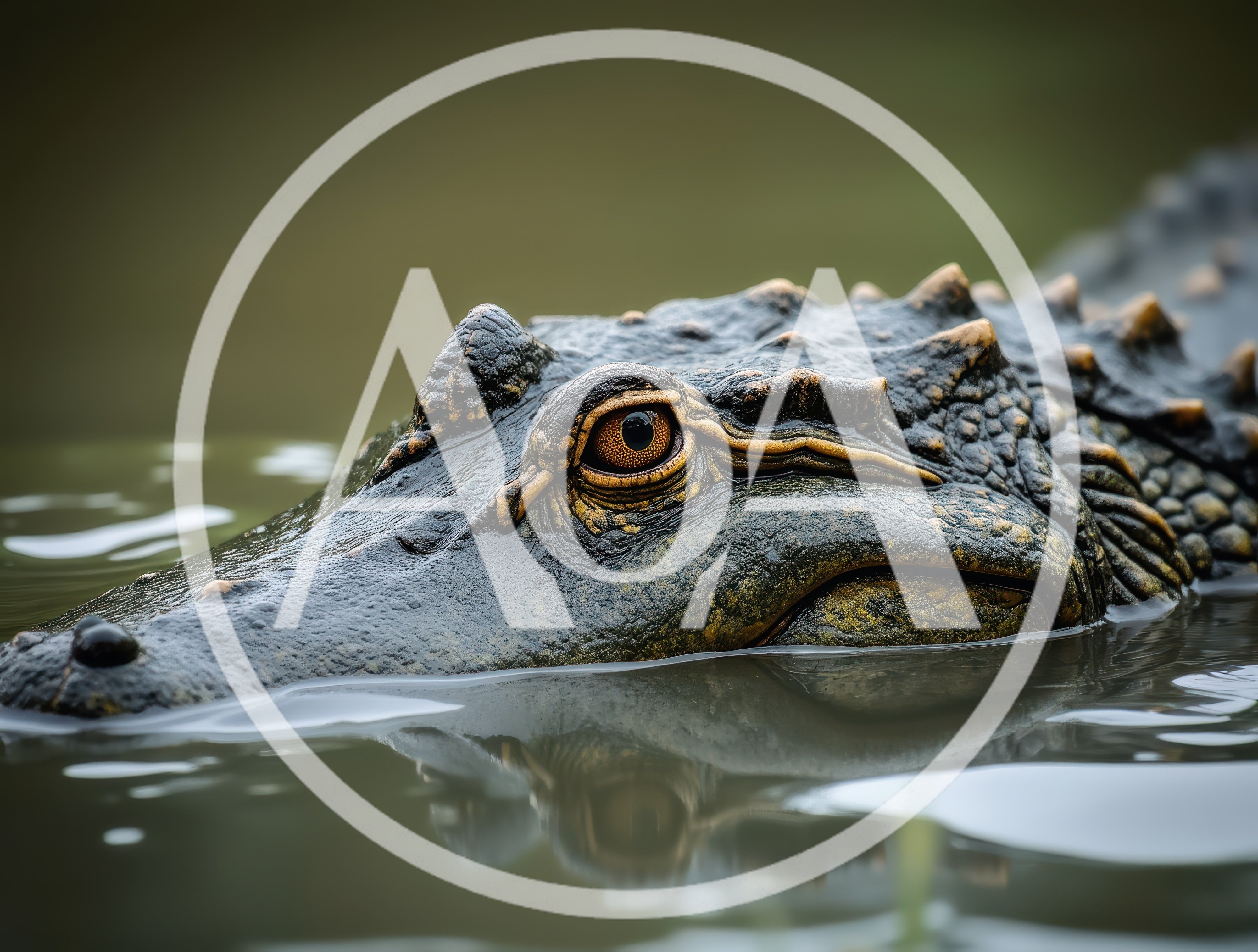 Close Up Of An American Alligator In Water