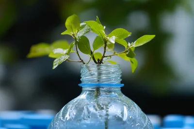 Small Green Plant Cutting In A Plastic Bottle