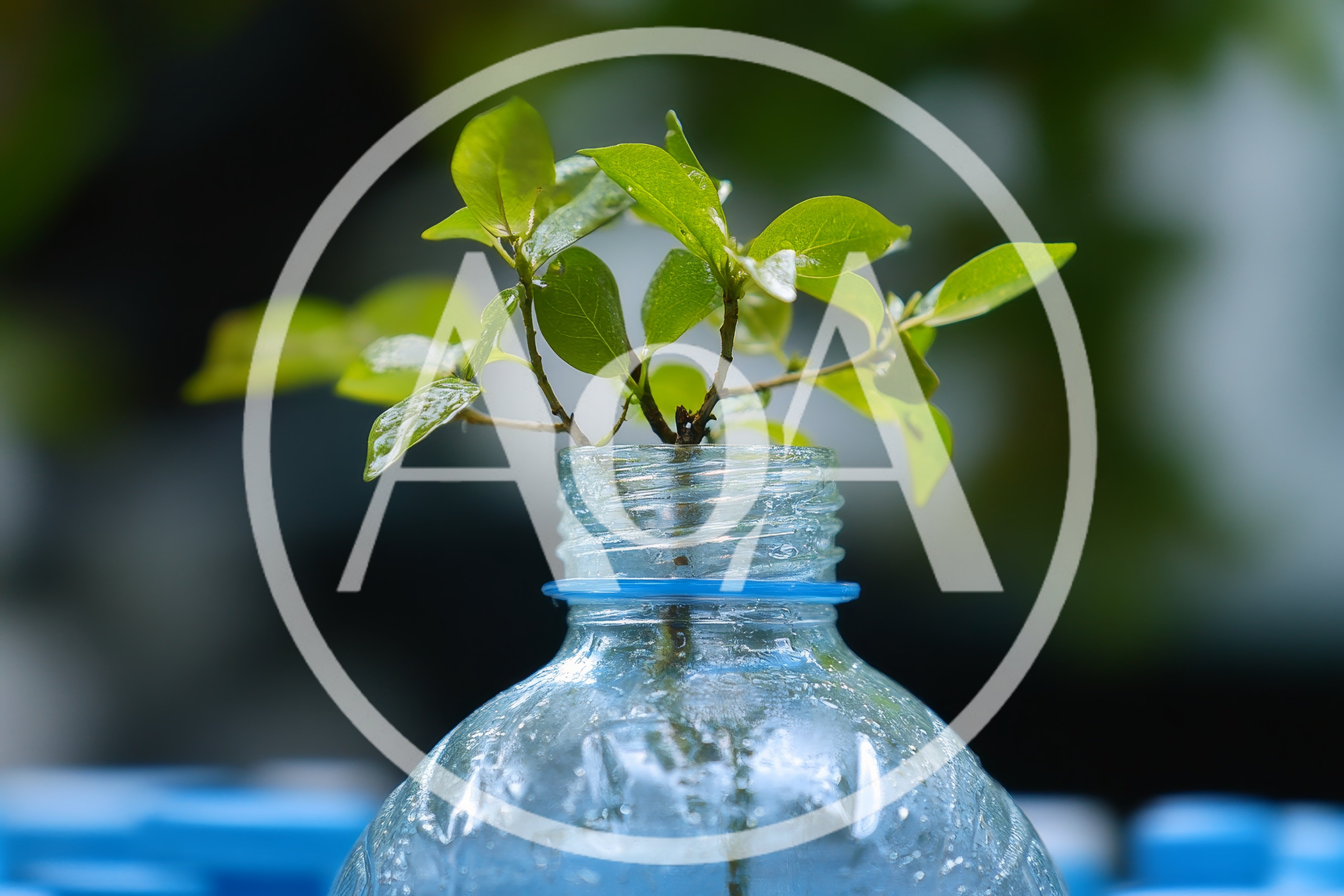 Small Green Plant Cutting In A Plastic Bottle