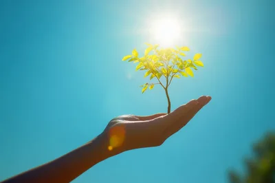 Hand Holding A Small Green Sapling Against Sunlit Sky
