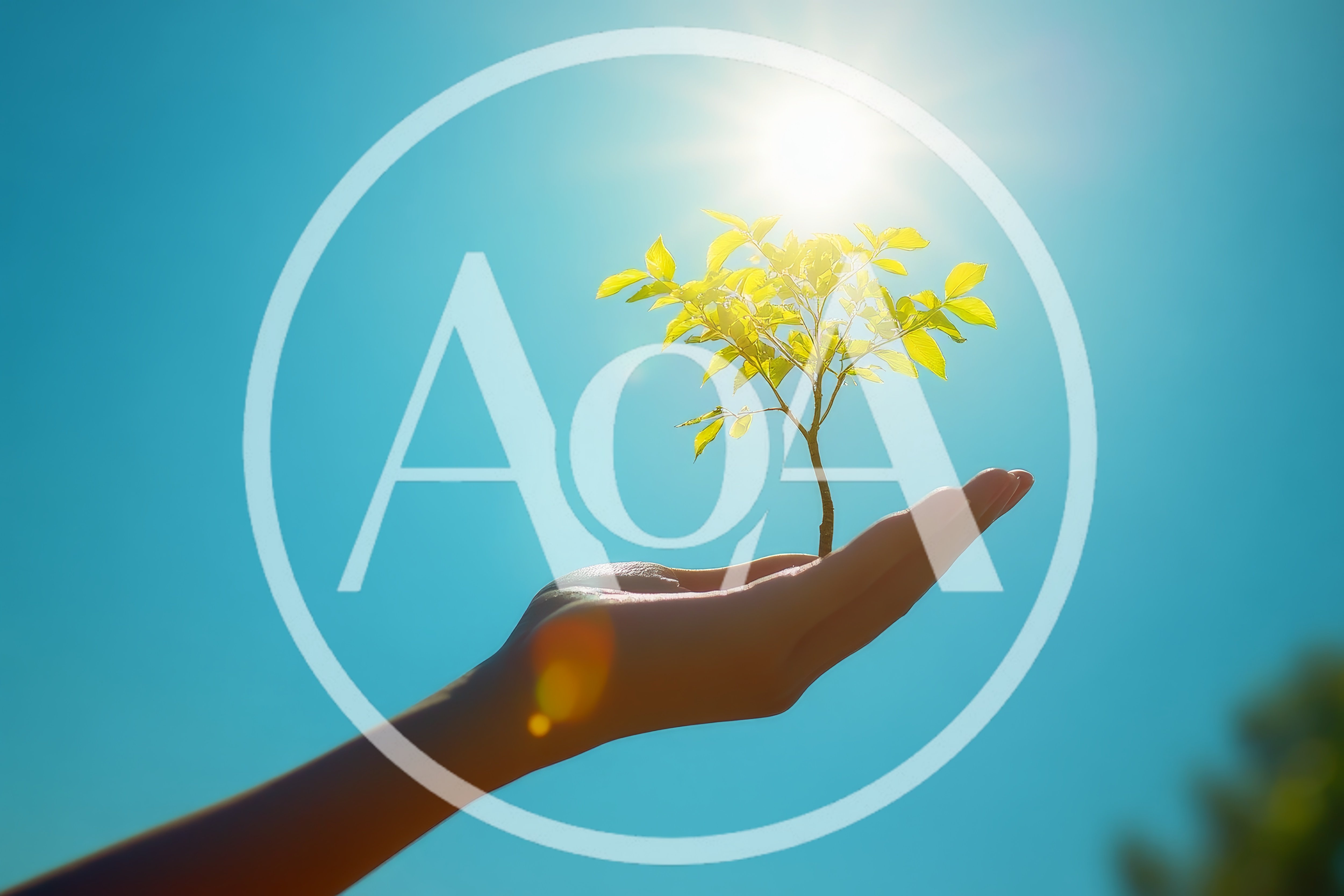 Hand Holding A Small Green Sapling Against Sunlit Sky