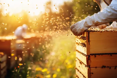 Beekeeper Inspecting Honeycomb Frames In Golden Hour Sunlight