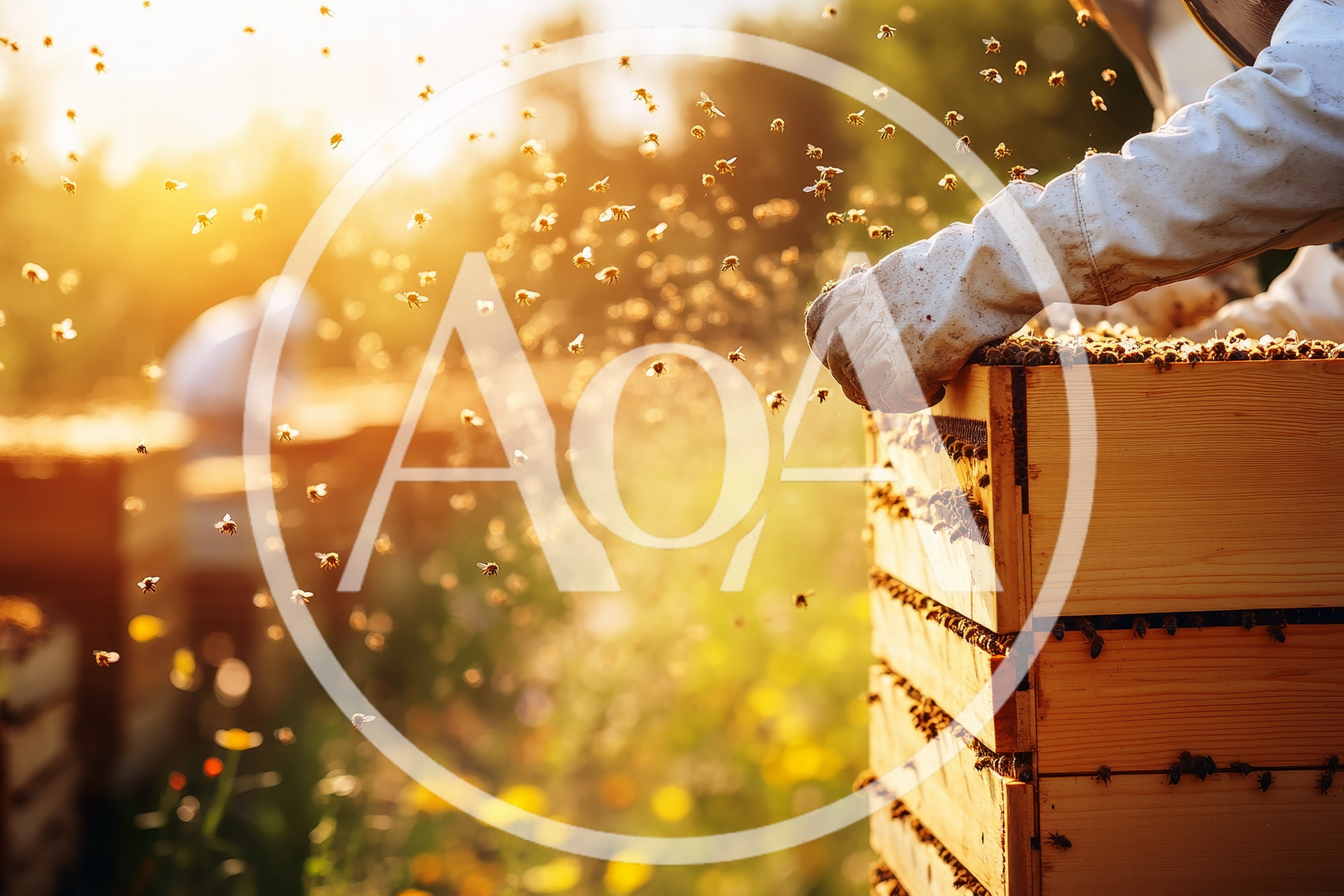 Beekeeper Inspecting Honeycomb Frames In Golden Hour Sunlight