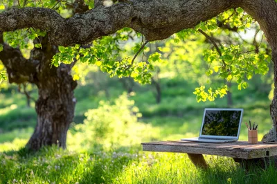 Laptop Computer On A Wooden Bench In A Sunny Forest