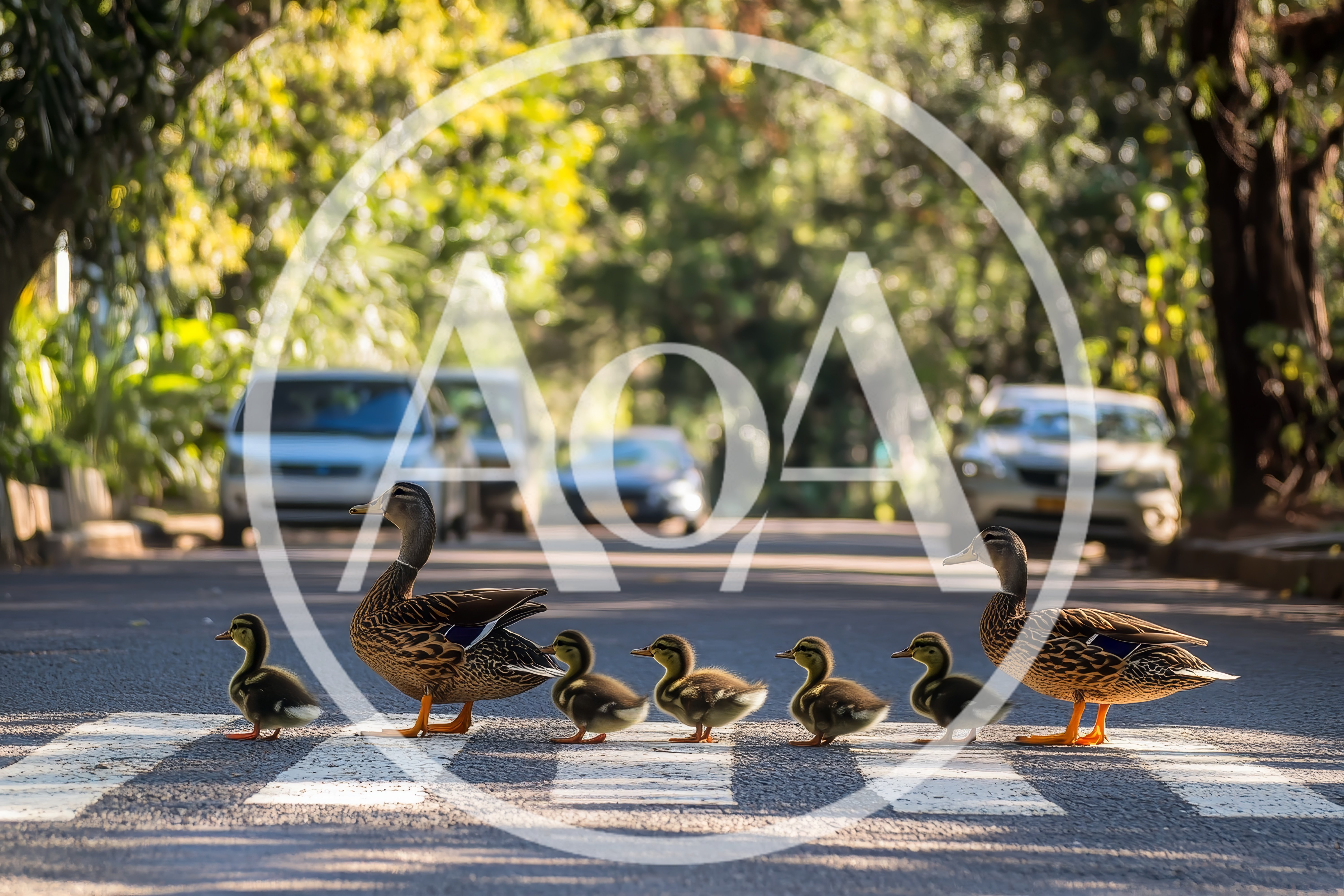 Mallard Duck Family Crossing A Suburban Street