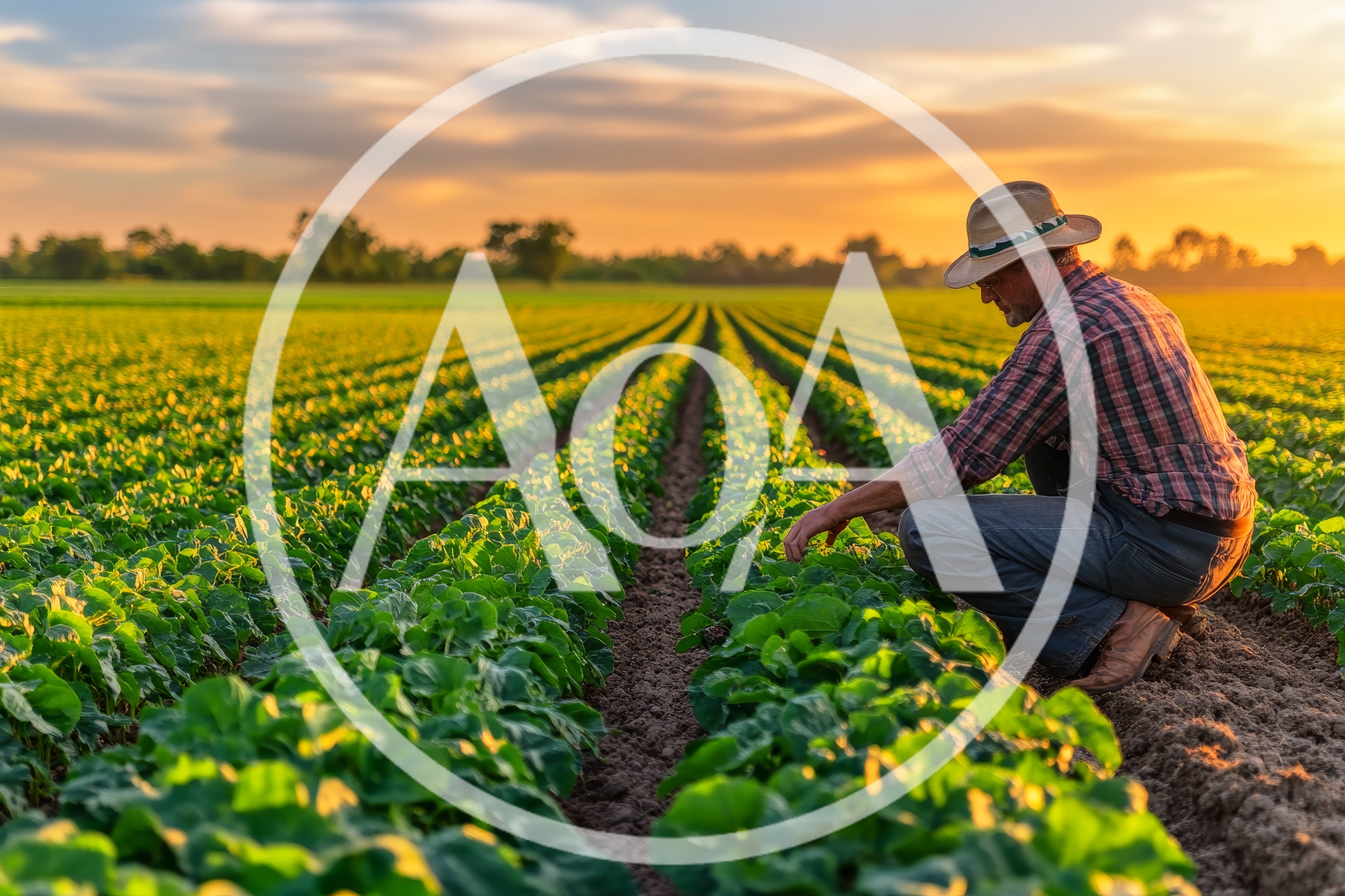 Farmer Inspecting Green Crops In Field At Sunset