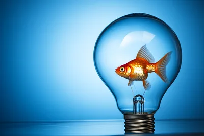 Goldfish Swimming Inside A Clear Glass Light Bulb