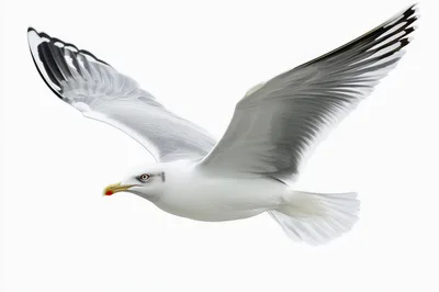 Seagull Flying Against A Clean White Background