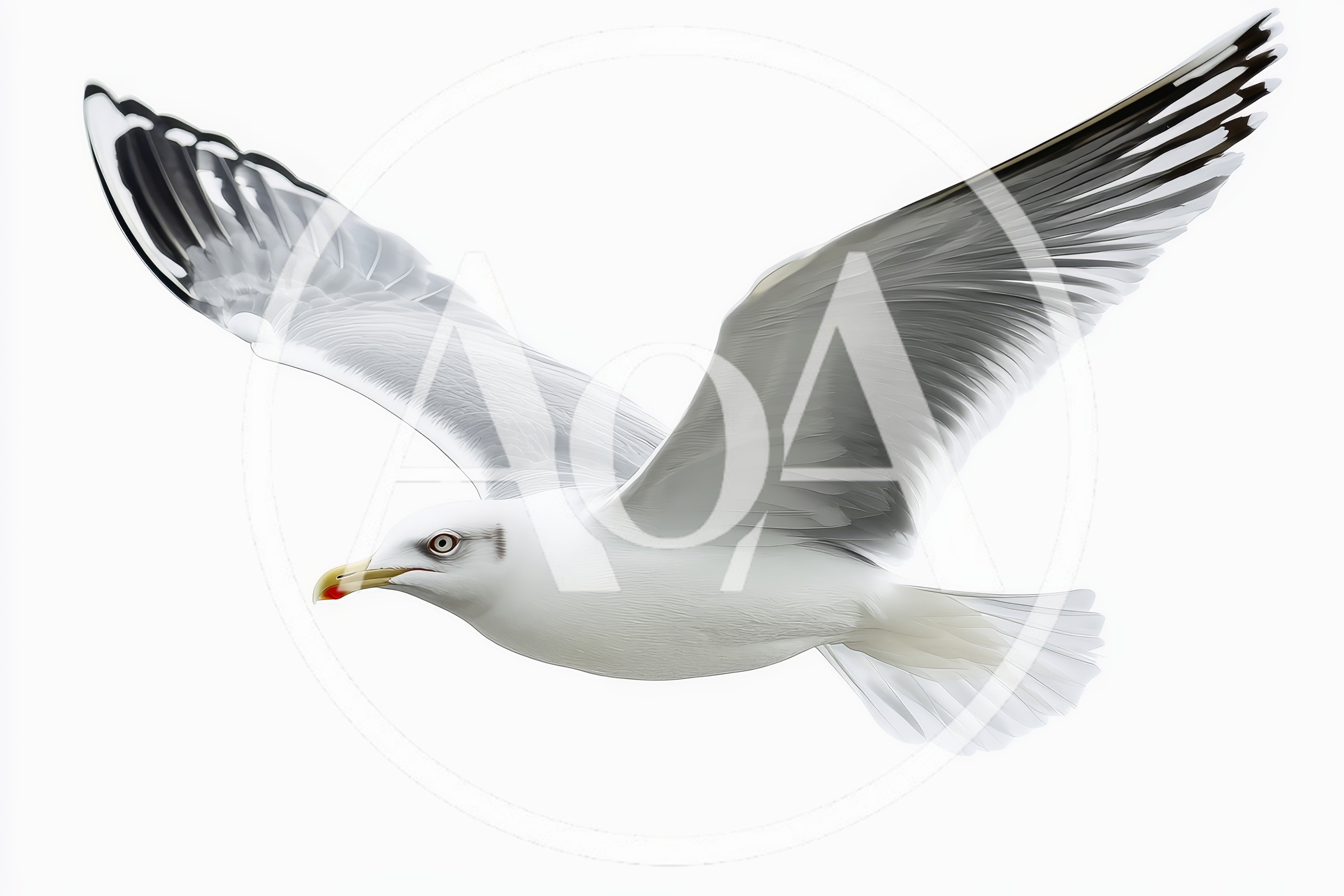 Seagull Flying Against A Clean White Background