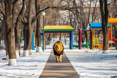 Majestic Lion Walking Through A Snowy Playground