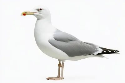 Full Body Profile Of A Herring Gull
