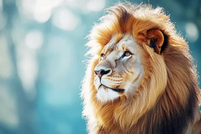 Majestic Male Lion Portrait With Golden Mane