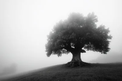 Solitary Ancient Tree Standing In Dense Fog