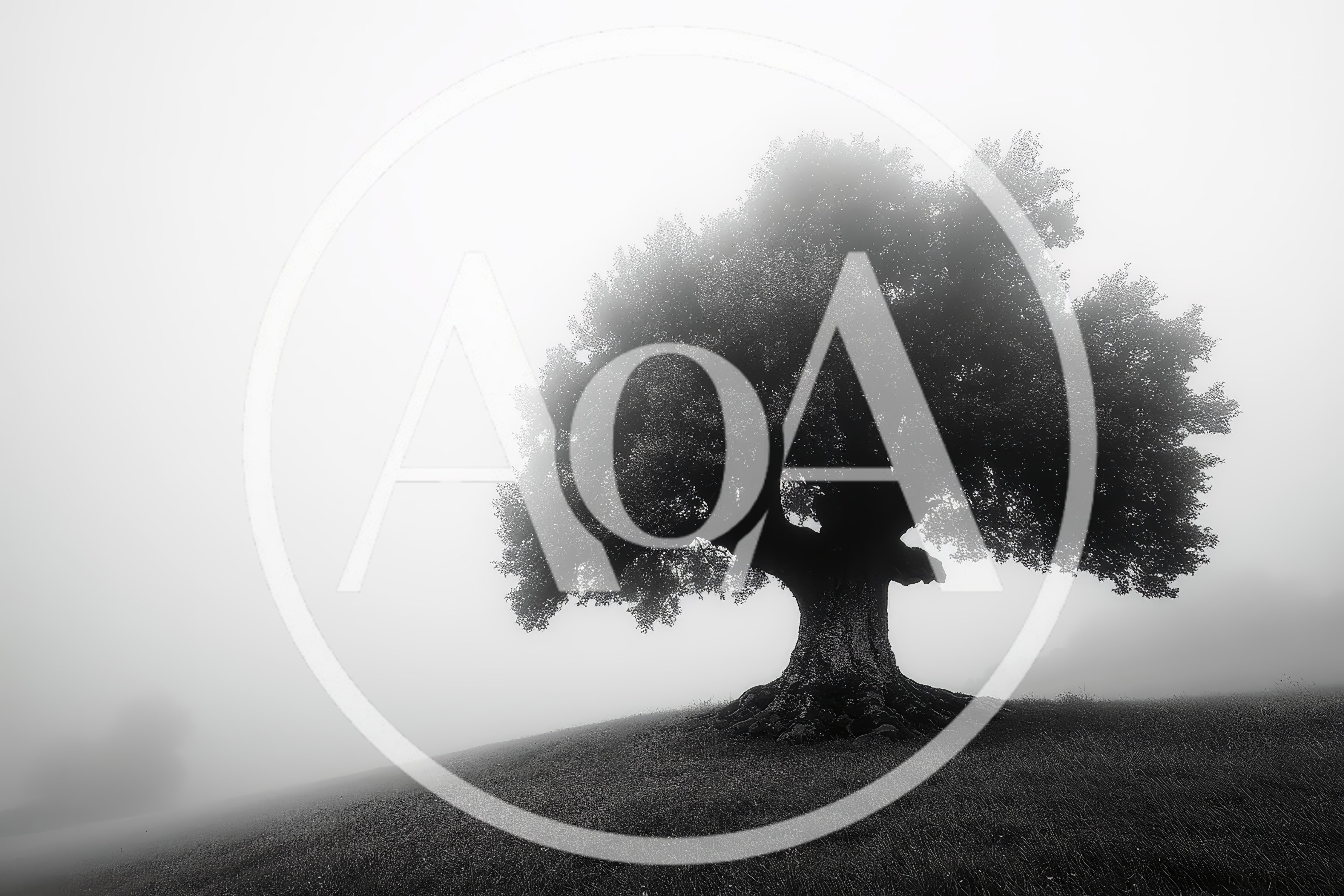 Solitary Ancient Tree Standing In Dense Fog