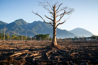 Deforested Landscape With A Single Standing Dead Tree