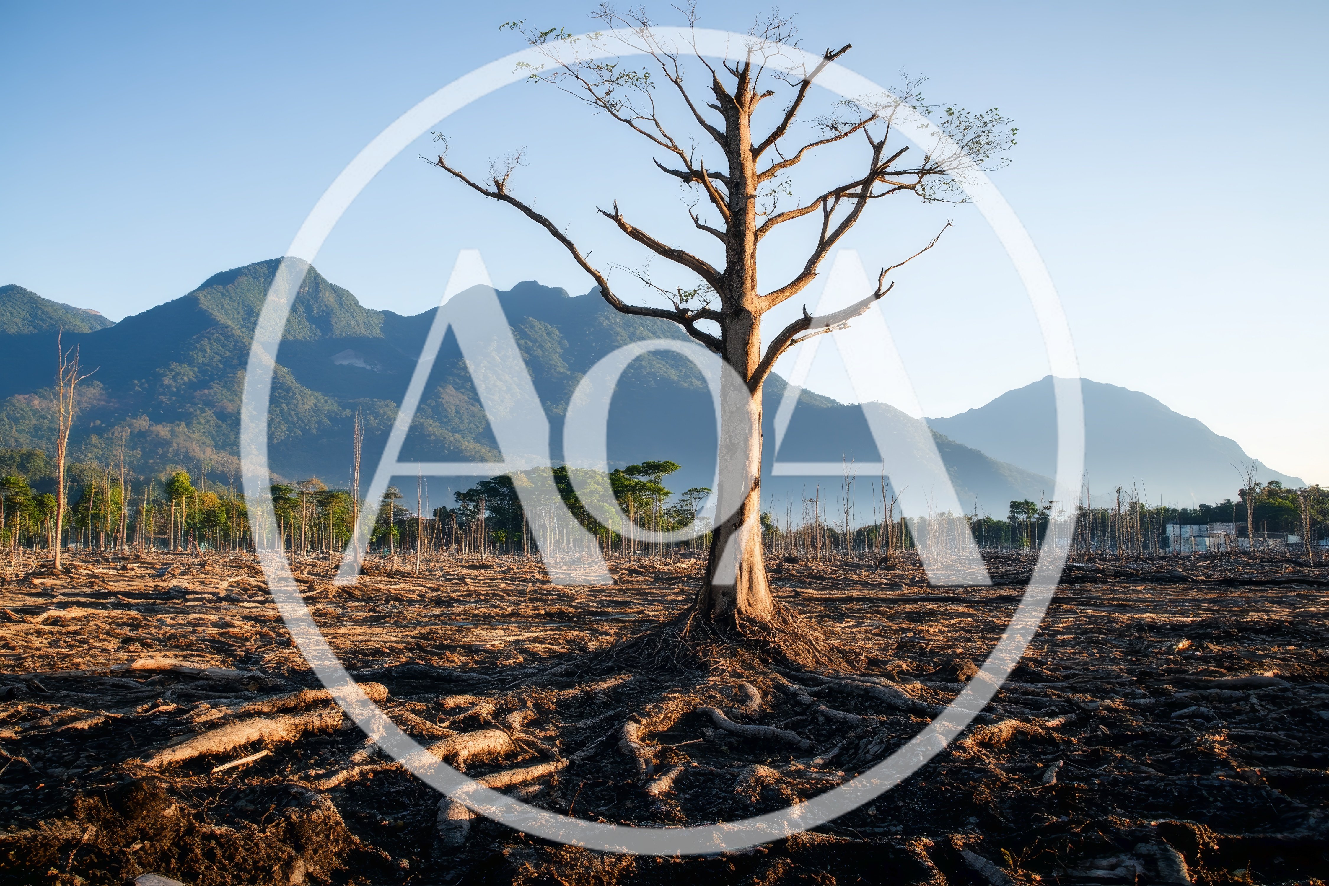 Deforested Landscape With A Single Standing Dead Tree