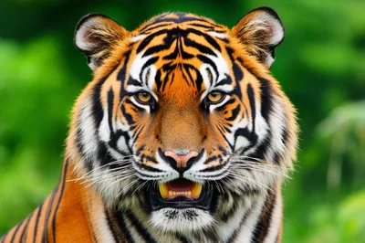 Close Up Portrait Of A Majestic Bengal Tiger