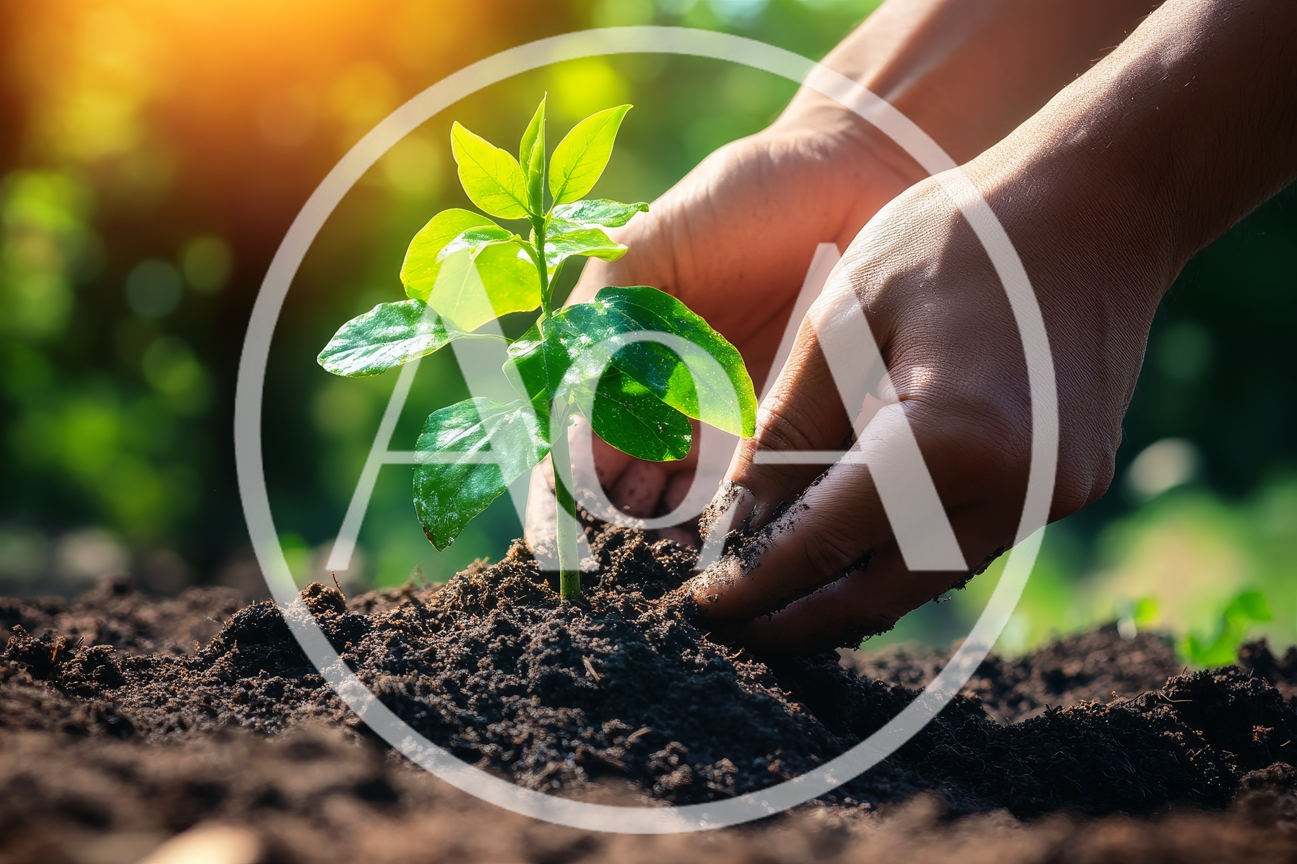 Hands Planting A Young Green Seedling In Soil