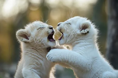 Two Playful White Lion Cubs Roaring