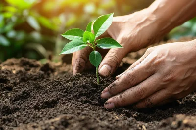 Hands Planting A Small Green Seedling In Soil