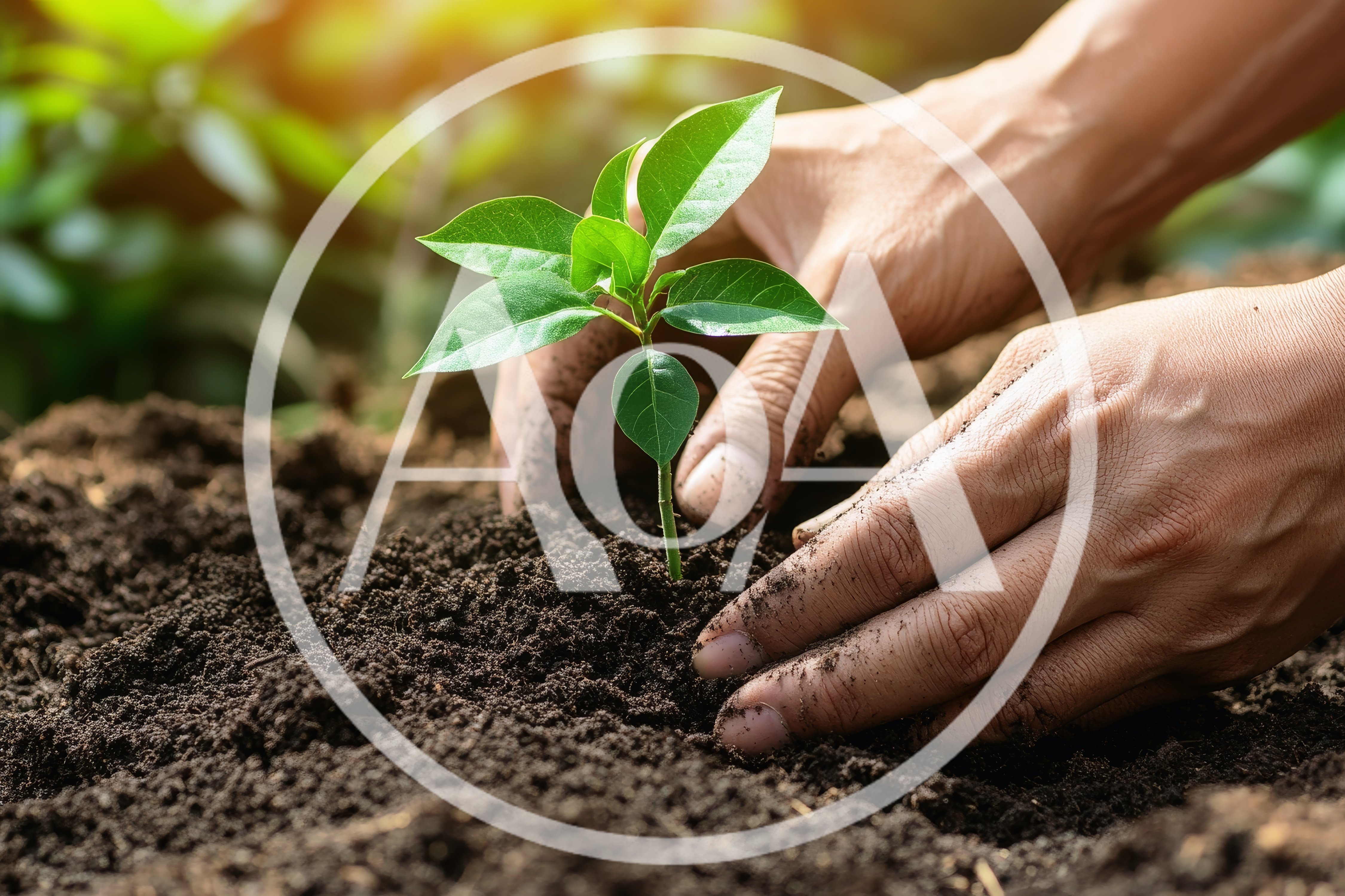 Hands Planting A Small Green Seedling In Soil