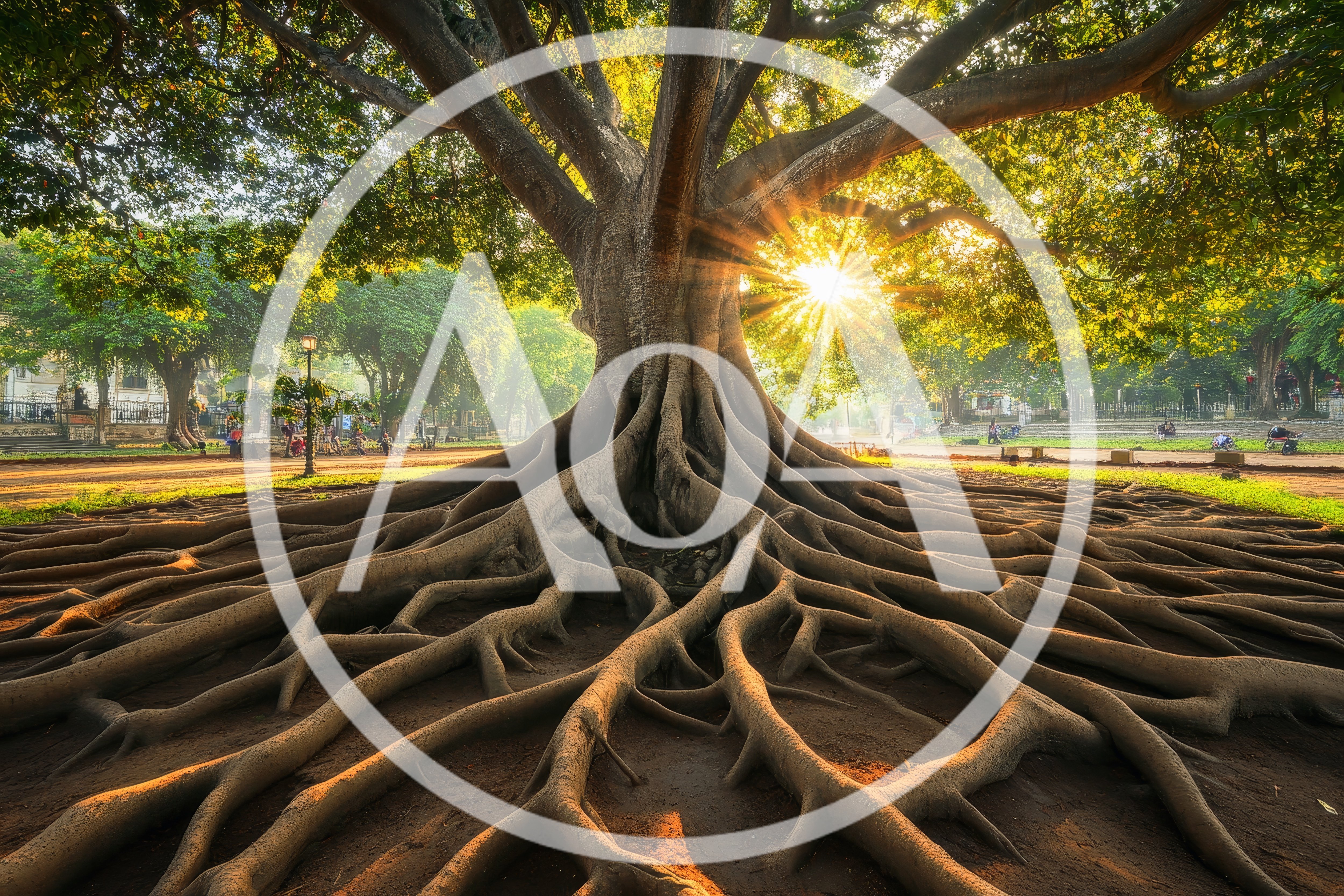 Ancient Banyan Tree With Exposed Roots At Sunrise