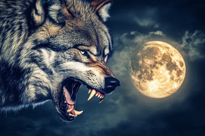 Aggressive Wolf Snarling Under A Full Moon