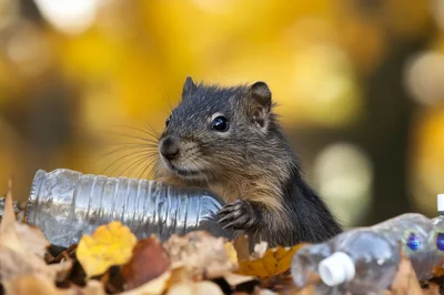 Squirrel Interacting With Plastic Bottles In Autumn Leaves