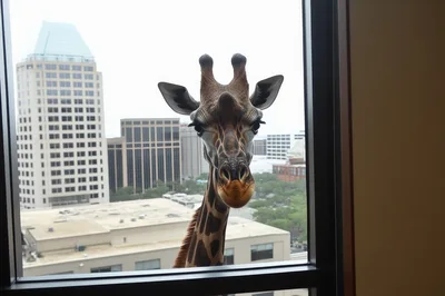 Giraffe Looking Through A High Rise Office Window
