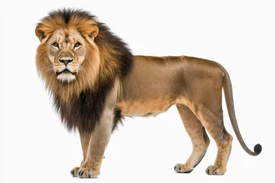 Majestic Male Lion Standing Against White Background