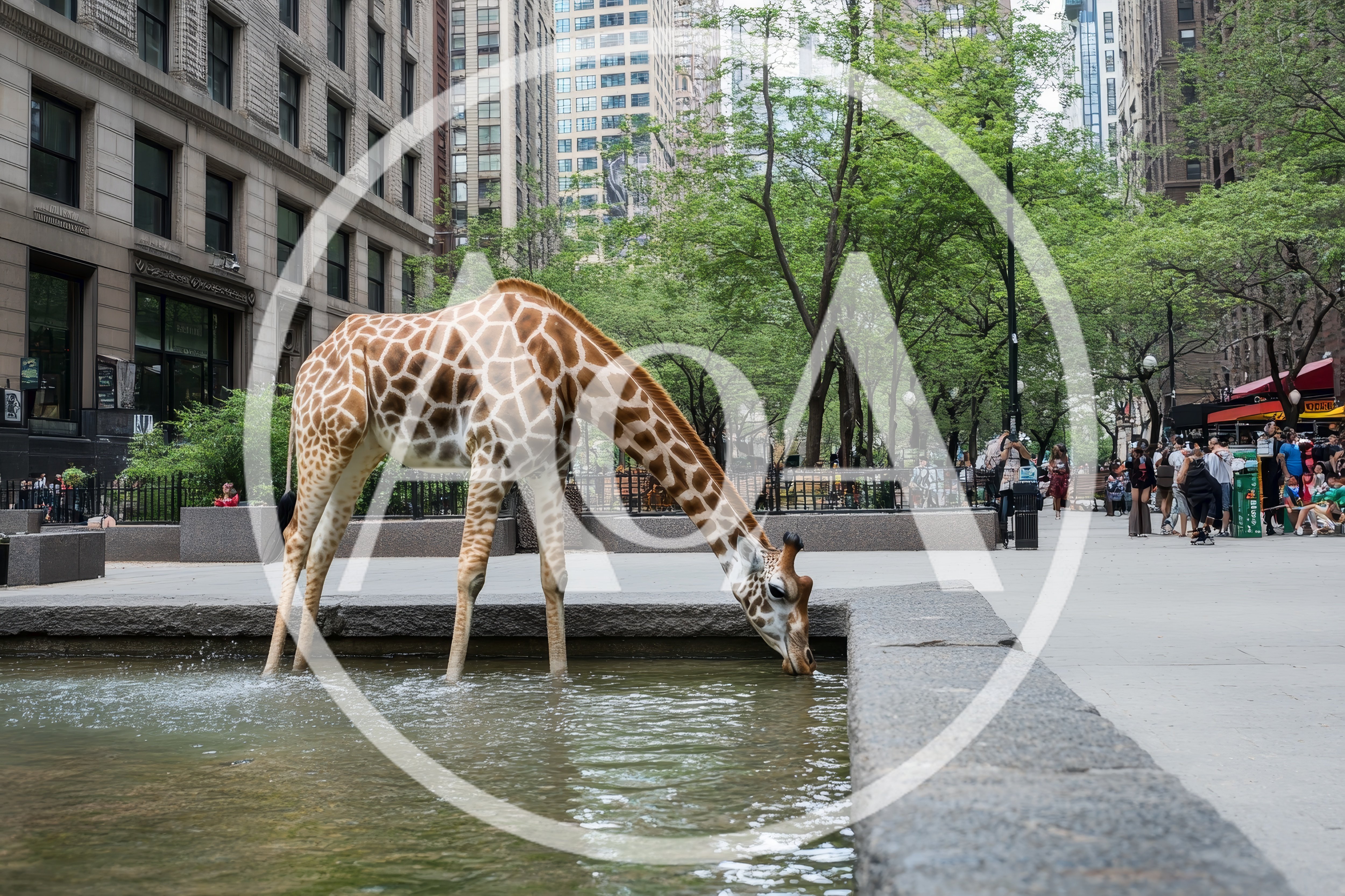 Giraffe Drinking Water From A City Fountain
