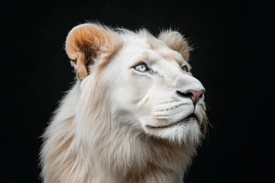Majestic White Lion Portrait Against Black Background