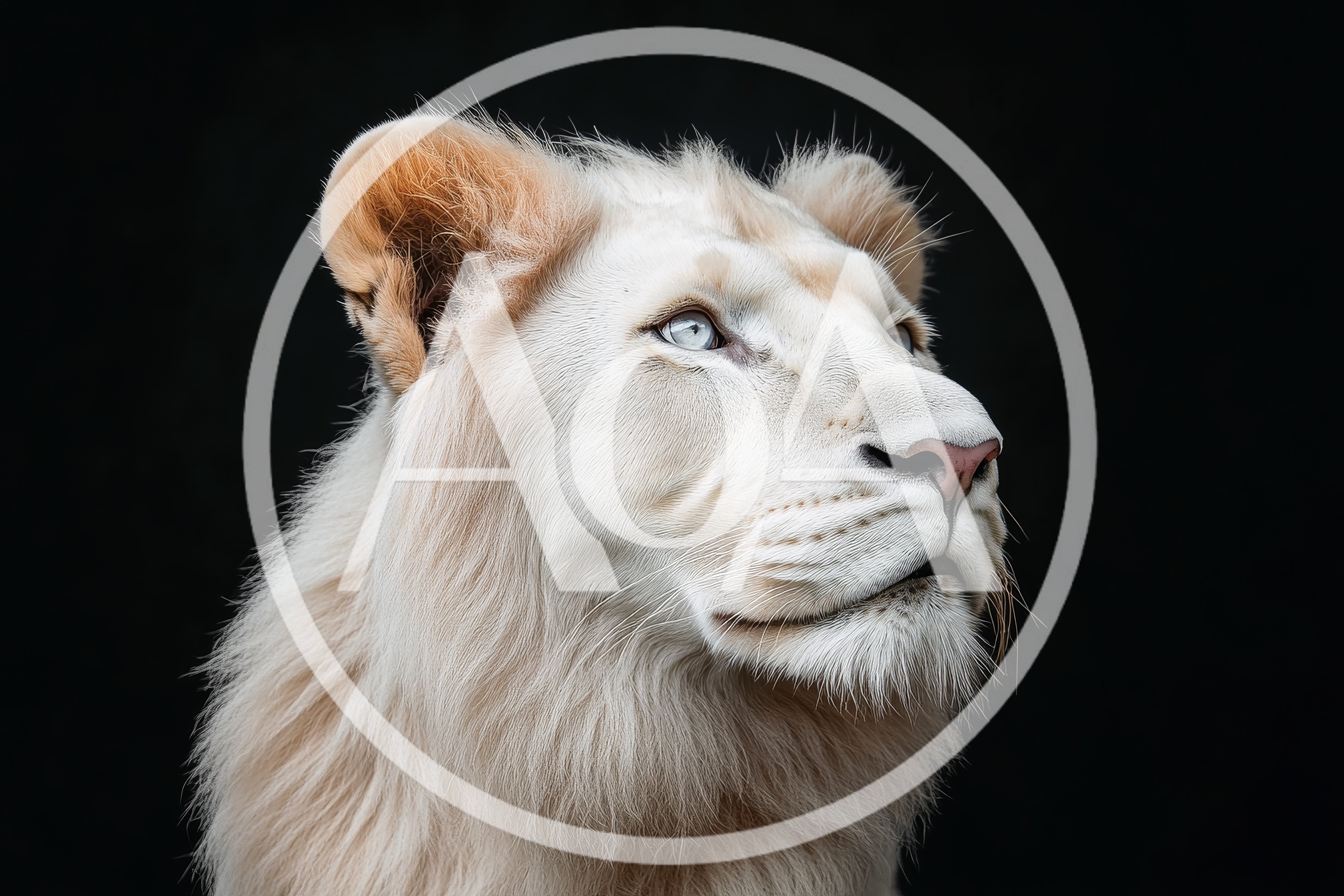 Majestic White Lion Portrait Against Black Background