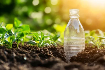 Plastic Bottle Buried In Soil With Young Seedlings