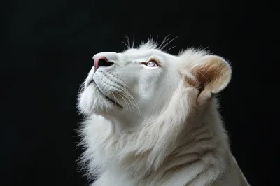 Majestic White Lion Profile Portrait Against Black Background