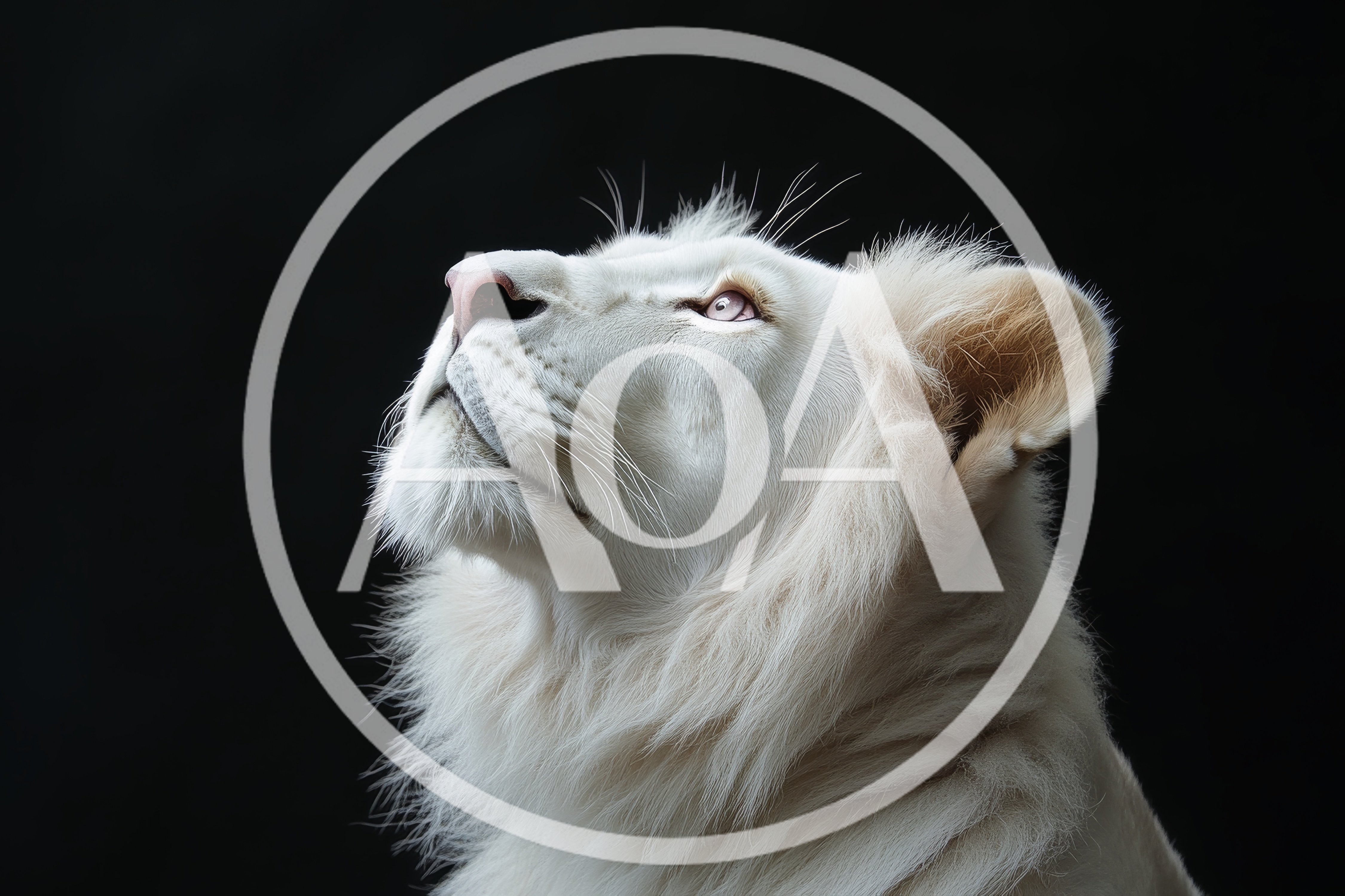 Majestic White Lion Profile Portrait Against Black Background