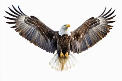 Majestic Bald Eagle Flying With Wings Spread Wide