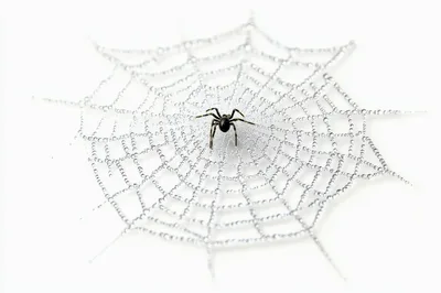 Black Spider Sitting On Dew Covered Web