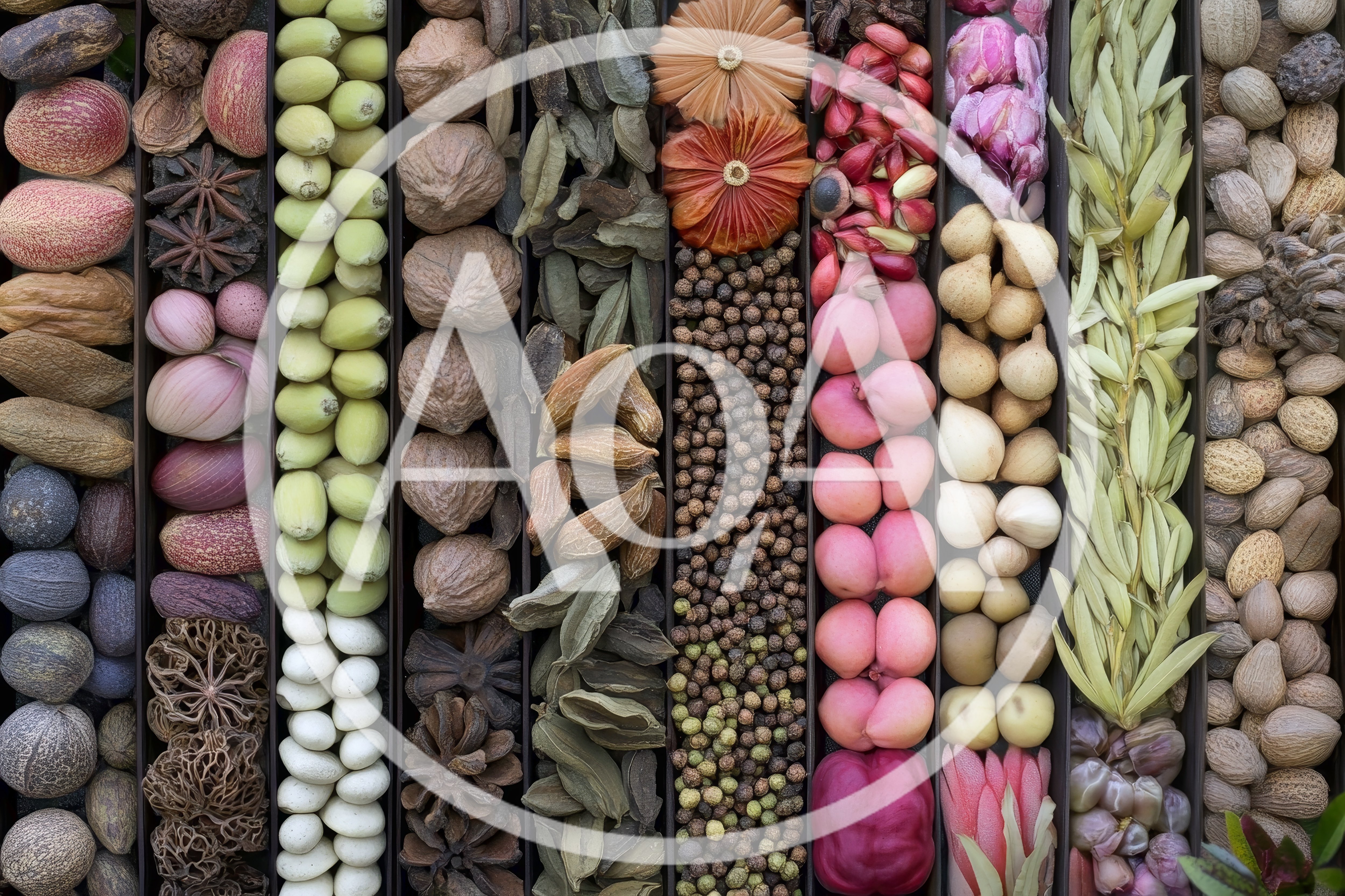 Assorted Dried Spices and Botanicals in Organized Rows