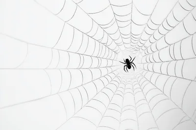 Black Spider Sitting In The Center Of A Web