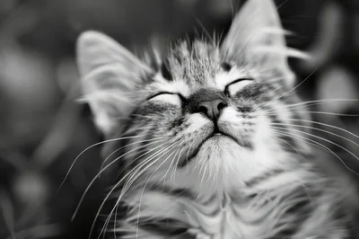 Close Up Portrait Of A Sleeping Tabby Kitten
