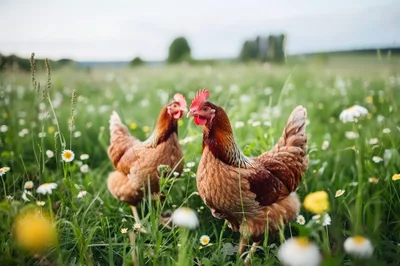 Two Brown Chickens Foraging In A Wildflower Meadow