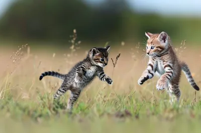 Two Playful Tabby Kittens Jumping in a Grassy Field