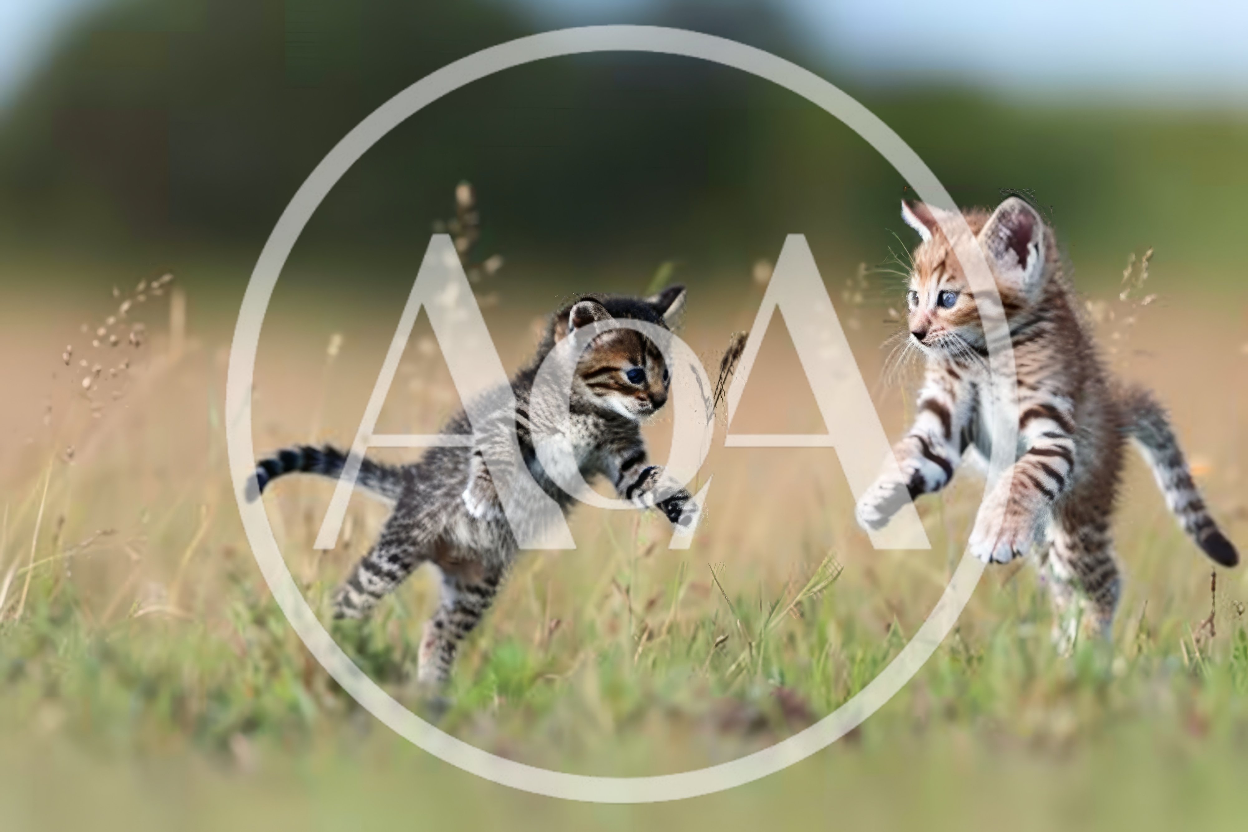Two Playful Tabby Kittens Jumping in a Grassy Field