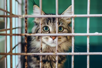 Maine Coon Cat Looking Through Metal Cage Bars